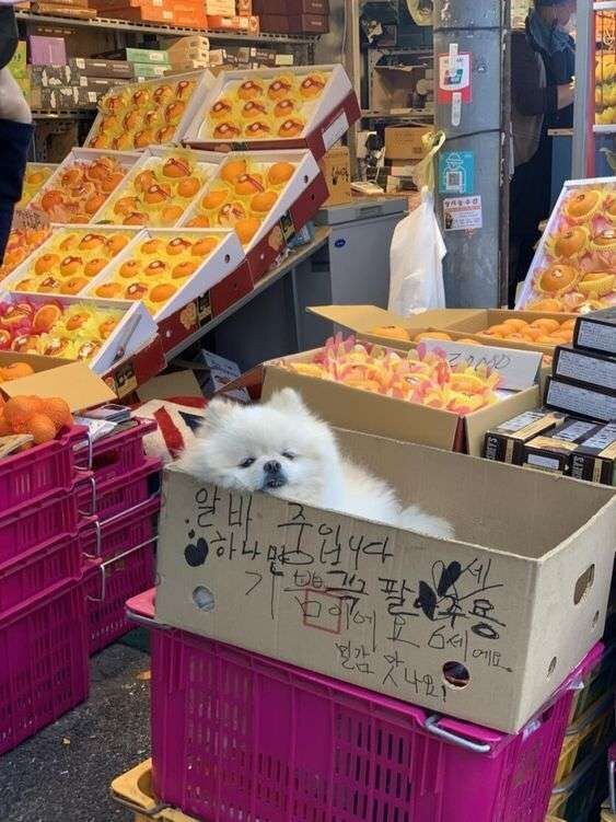 얼굴 믿고 아무것도 안 하는 과일 가게 알바_1.jpg