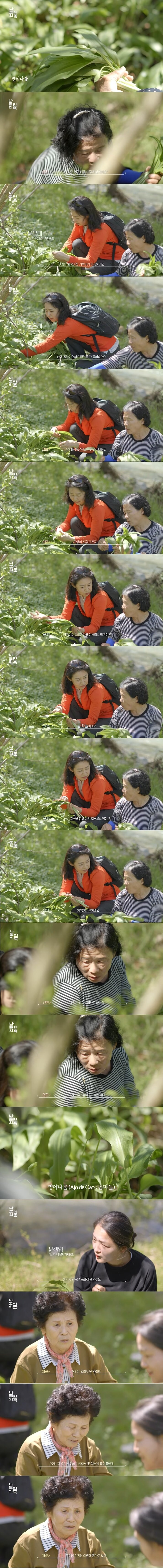 이탈리아에서 자라는 명이나물_1.jpg