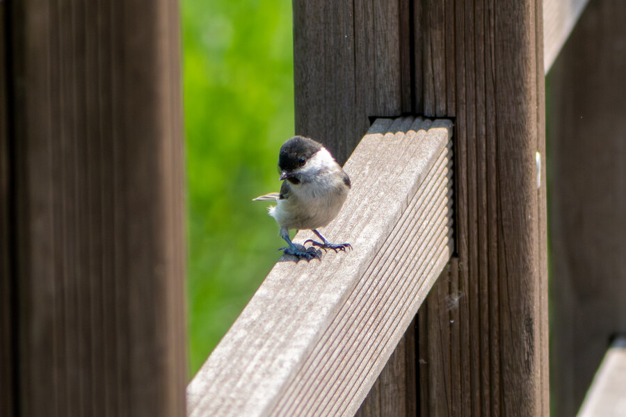 현충일, 창릉천과 공릉천 상류로 가봤다._9.jpg