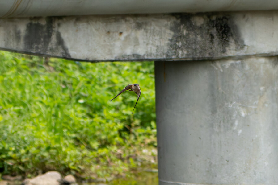 현충일, 창릉천과 공릉천 상류로 가봤다._19.jpg