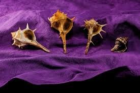 소신] 황제와 귀족들전용 보라색 소신발언 해봄_3.jpg