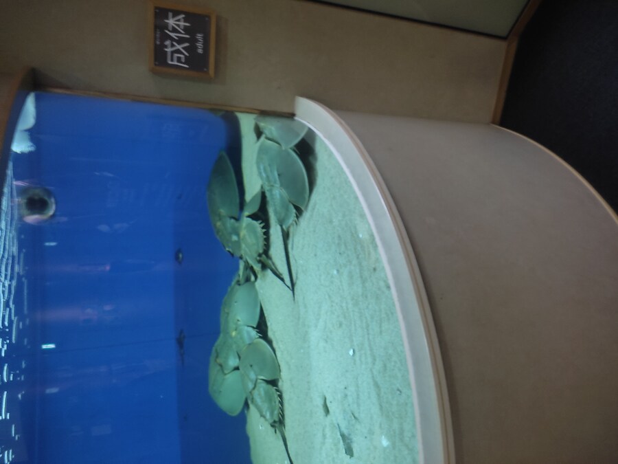 사세보 나가사키 여행 4_75.jpg