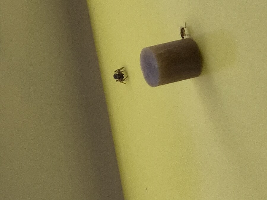 다이소) 2천원짜리 초파리 트랩 후기 2_3.jpg