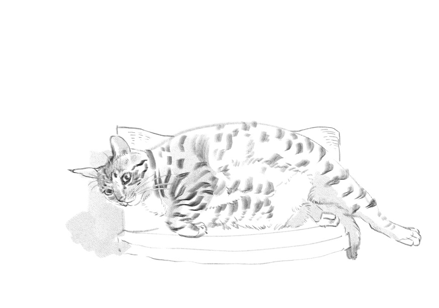 고양이)고양이 이름지을때_3.jpg