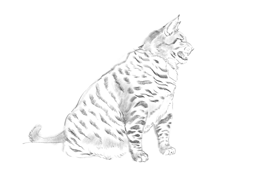 고양이)고양이 이름지을때_6.jpg