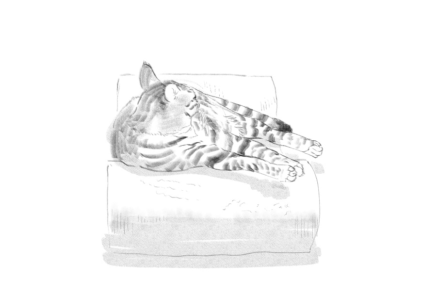 고양이)고양이 이름지을때_7.jpg