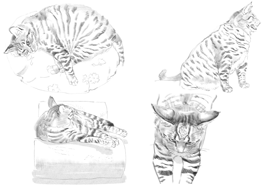 고양이)고양이 이름지을때_10.jpg