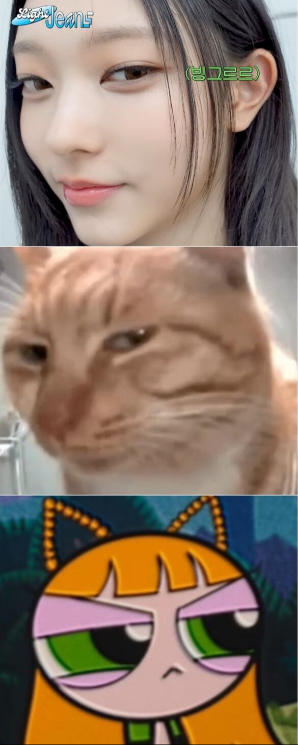 뉴진스 강해린 고양이 모음_2.jpg