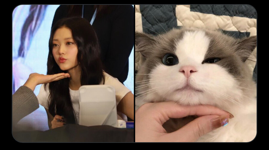 뉴진스 강해린 고양이 모음_4.jpg