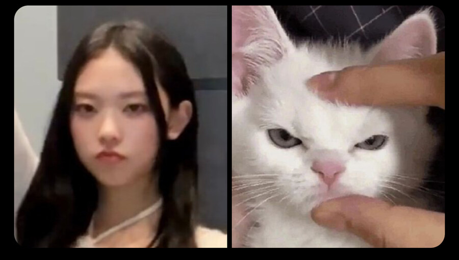 뉴진스 강해린 고양이 모음_7.jpg