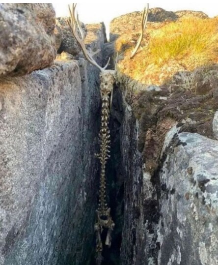 바위 사이에 뿔이 걸려 사망한 사슴의 유해.jpg_1.png