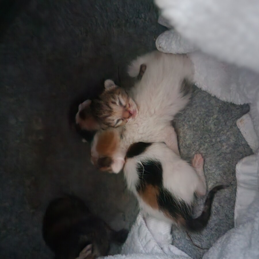 18일된 꼬물이들_3.jpg