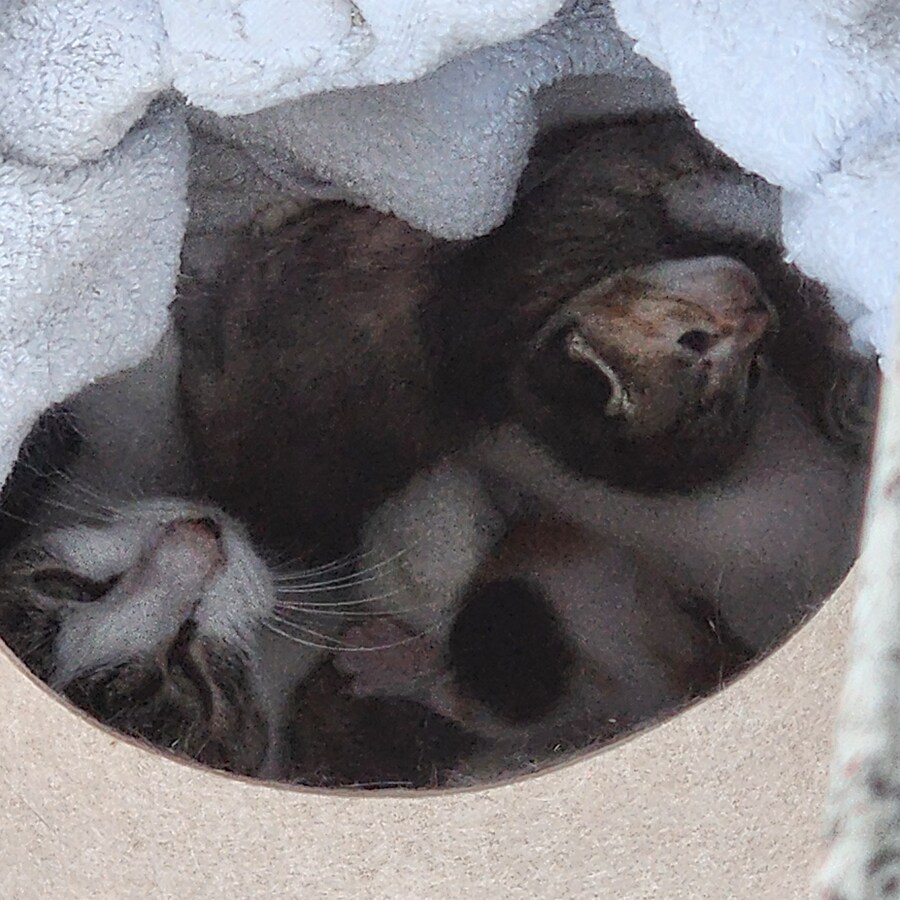 18일된 꼬물이들_6.jpg