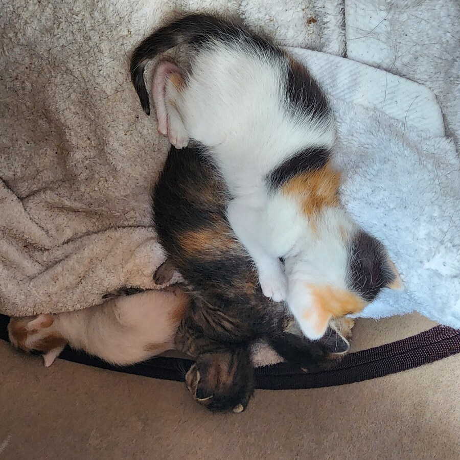 18일된 꼬물이들_8.jpg