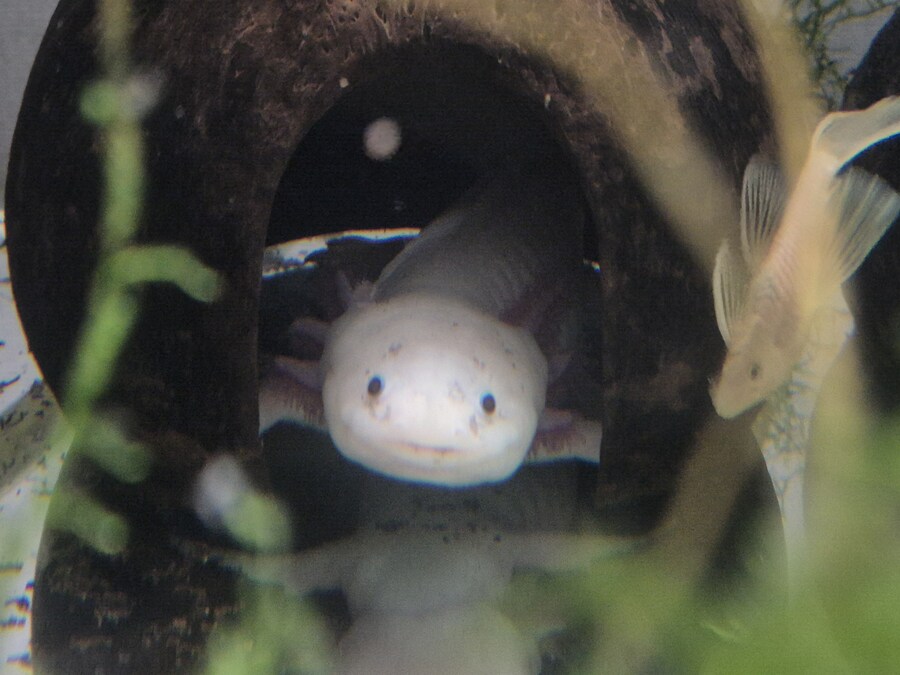 수조)지켜보는 헌바_1.jpg