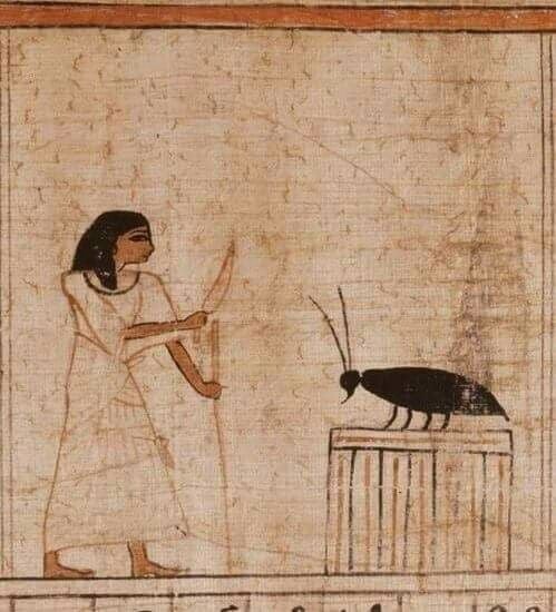 DNA 구조를 분석해 밝혀낸 고대 바퀴벌레 크기.jpg_3.png