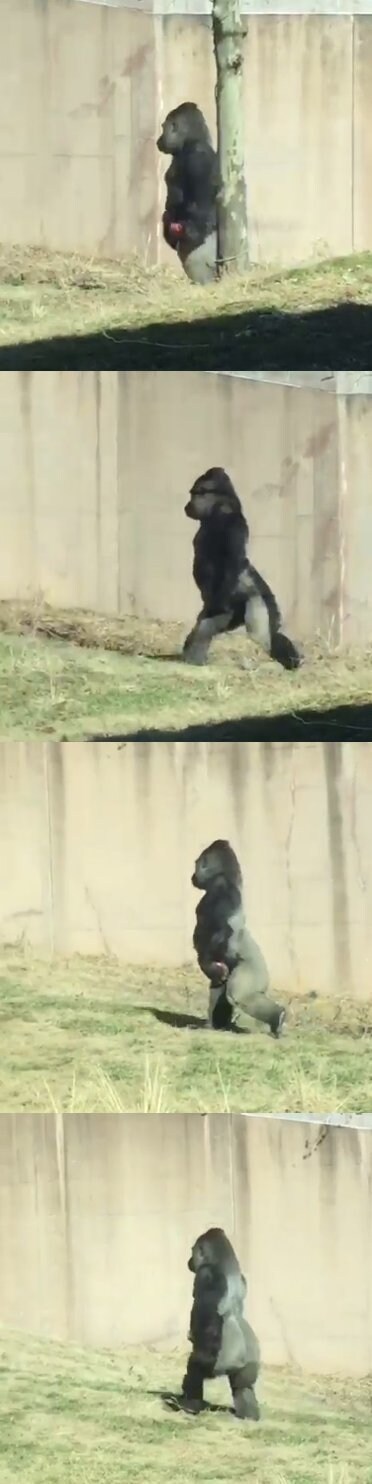 고릴라가 팔 놔두고 직립보행하는 이유_1.jpg