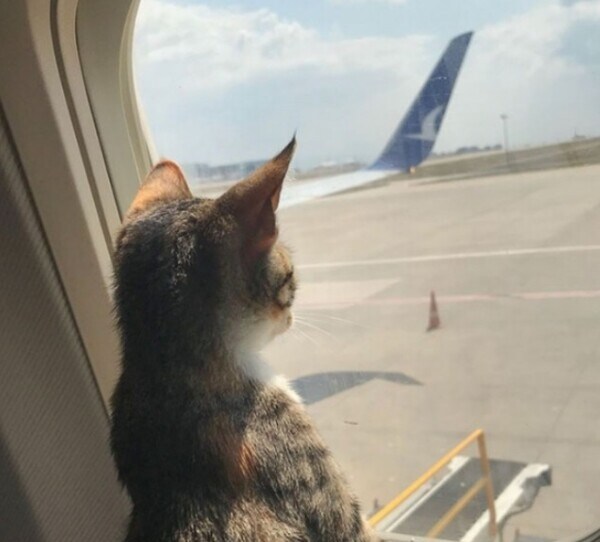 택배 상자 타고 1000km를 날아간 고양이_2.jpg