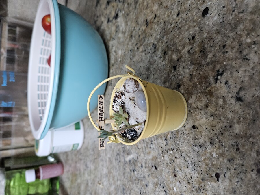 다육이 키우시는 분.. 이거 어떻게 살리나요_1.jpg