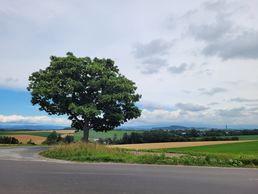 (스압) 5일간의 홋카이도 여행 - 비에이 (3/4)_16.jpg