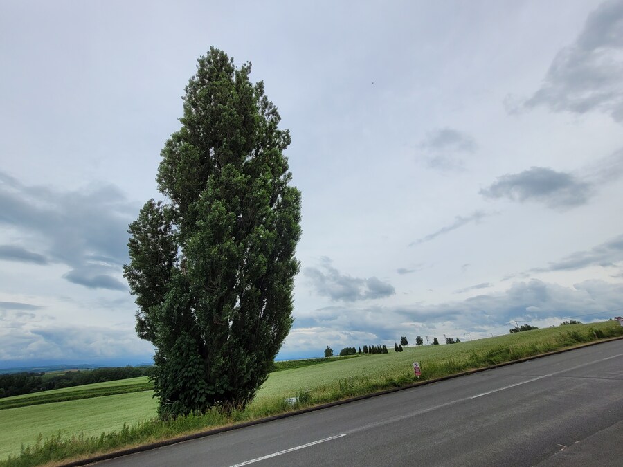 (스압) 5일간의 홋카이도 여행 - 비에이 (3/4)_18.jpg