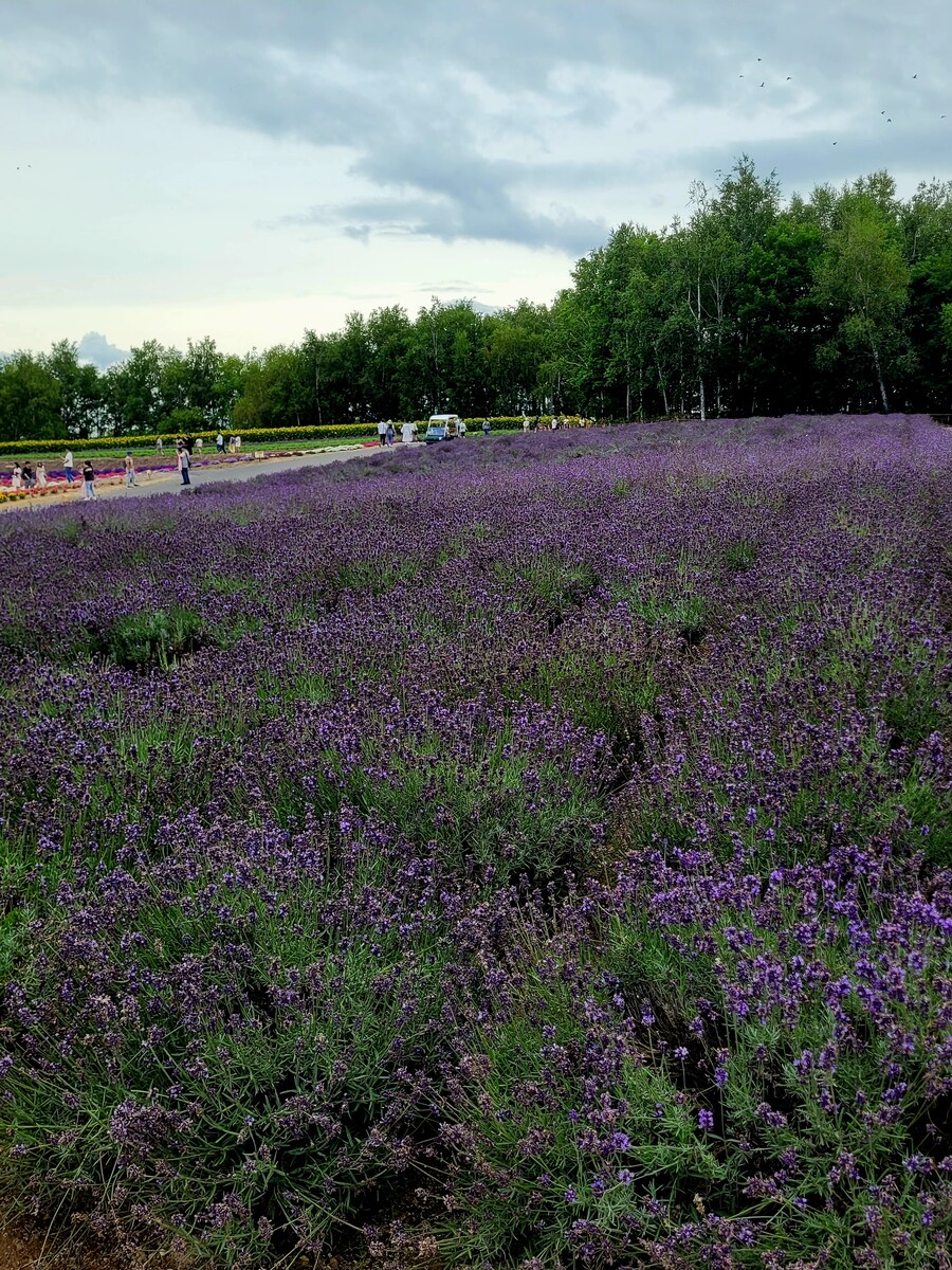 (스압) 5일간의 홋카이도 여행 - 비에이 (3/4)_29.jpg