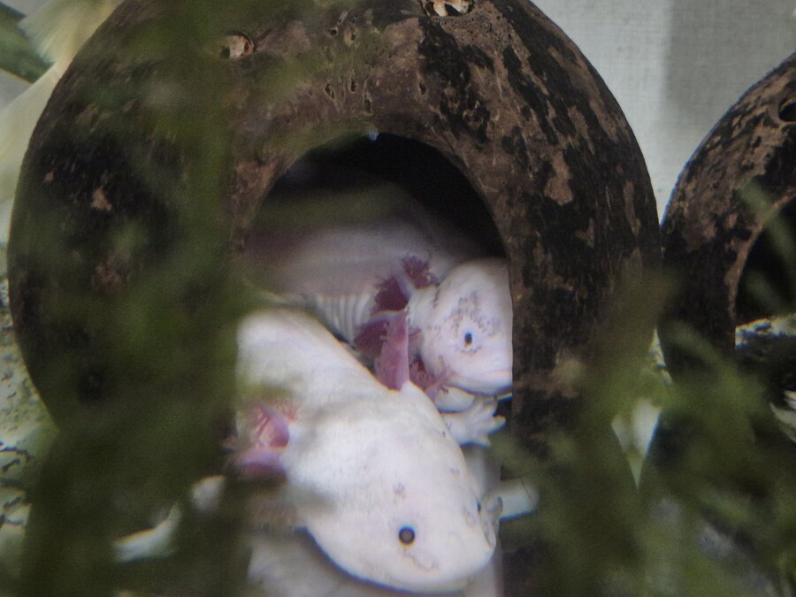 수조)한집에 들어가있는 헌바와 부시_1.jpg