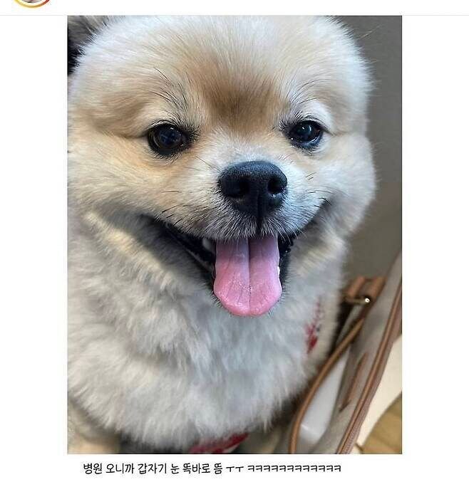 어느집 강아지의 엄살_3.jpg