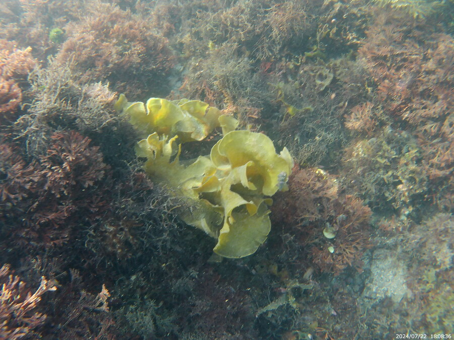 제주도에서 스노클링 하고 왔습니다._2.jpg