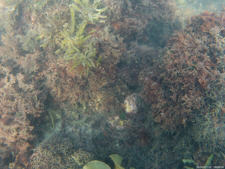 제주도에서 스노클링 하고 왔습니다._3.jpg