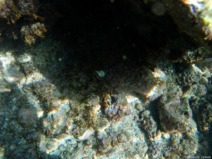 제주도에서 스노클링 하고 왔습니다._16.jpg