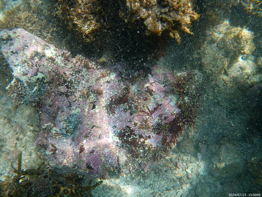 제주도에서 스노클링 하고 왔습니다._14.jpg