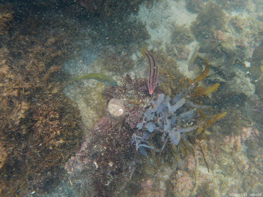 제주도에서 스노클링 하고 왔습니다._17.jpg