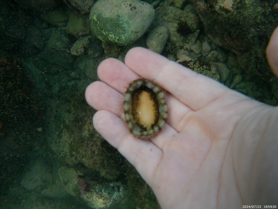 제주도에서 스노클링 하고 왔습니다._26.jpg