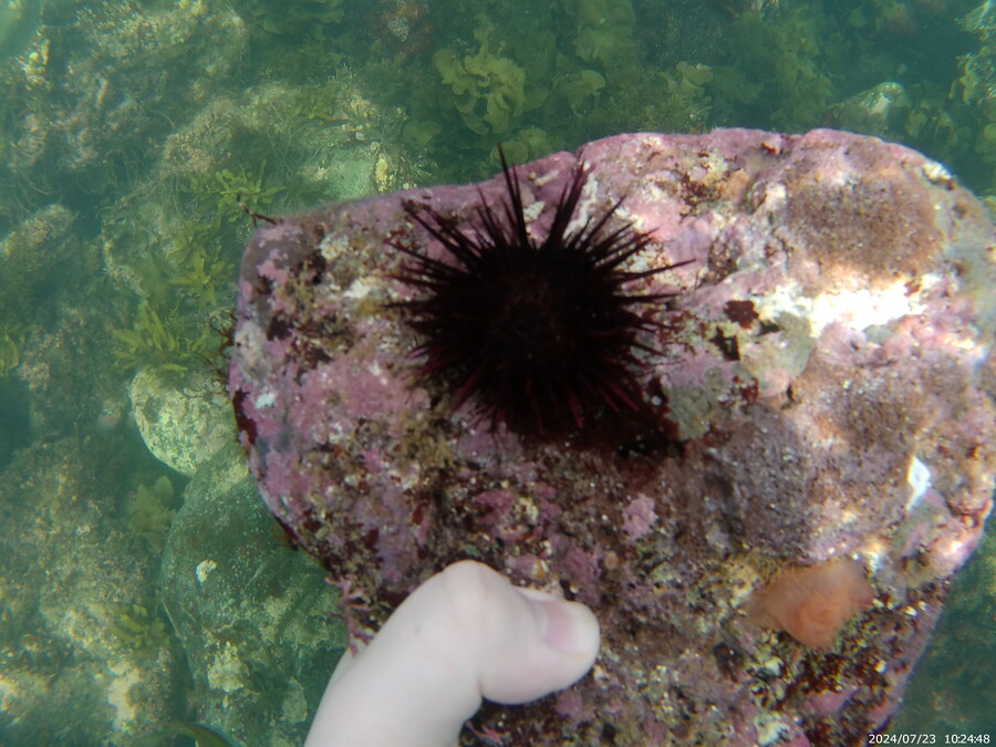 제주도에서 스노클링 하고 왔습니다._23.jpg