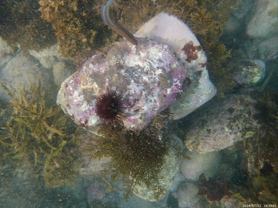 제주도에서 스노클링 하고 왔습니다._28.jpg