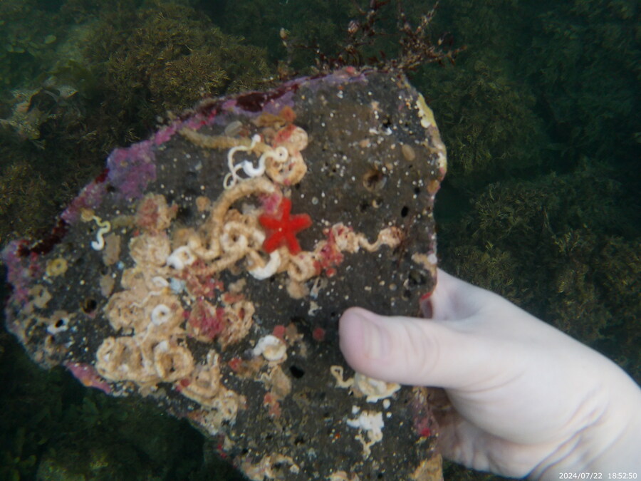 제주도에서 스노클링 하고 왔습니다._34.jpg