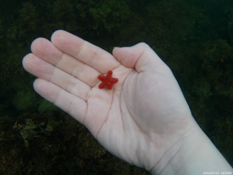 제주도에서 스노클링 하고 왔습니다._35.jpg