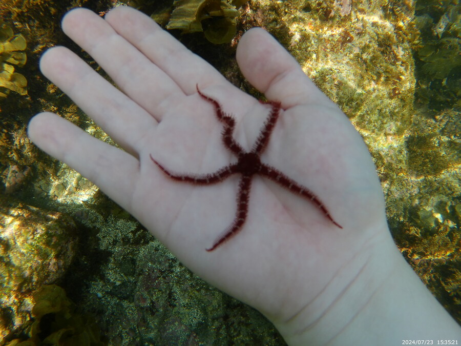 제주도에서 스노클링 하고 왔습니다._40.jpg