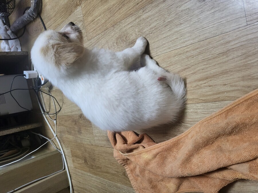 자다 깼는데 개가 사라졌어..._1.jpg