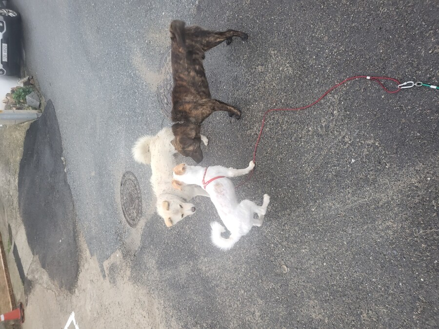 자다 깼는데 개가 사라졌어..._2.jpg