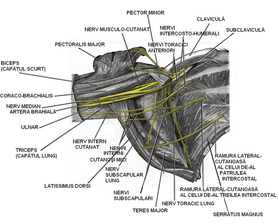 겨드랑이 그리기가 어려운 이유_1.jpg