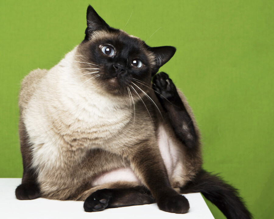 샤인이 보고가세요_4.jpg