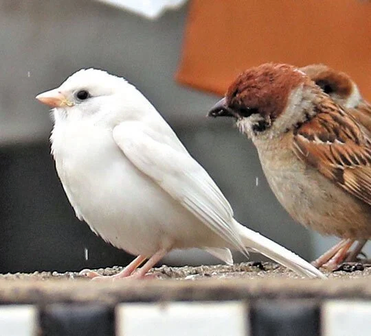 흑화증 참새와 알비노 참새_1.webp