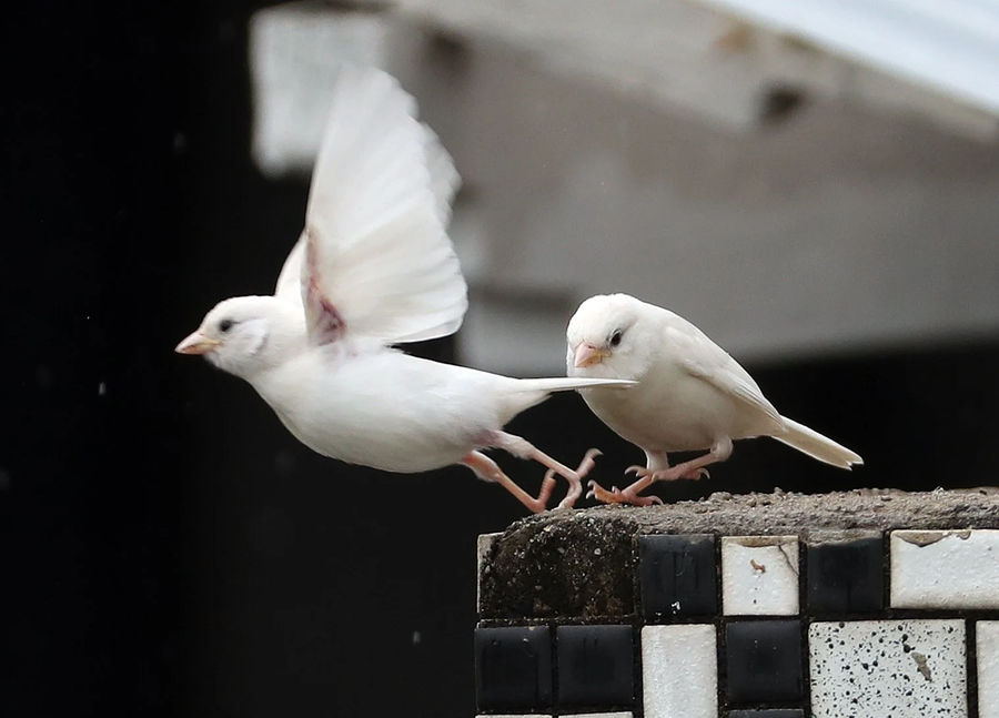 흑화증 참새와 알비노 참새_3.webp