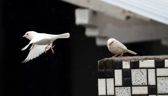 흑화증 참새와 알비노 참새_4.webp