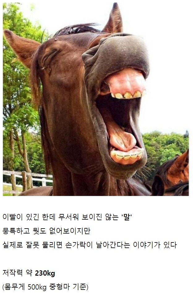 중세시대 기마병이 존나 무서웠던 이유 .jpg_3.png