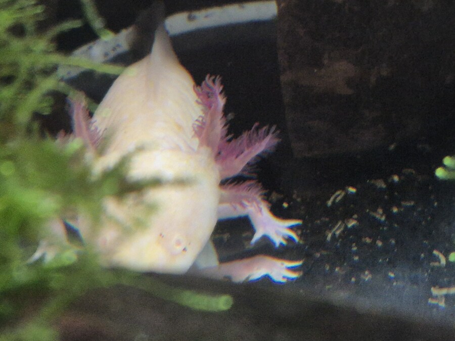 수조)럼프 자리를 강탈한 부시_2.jpg