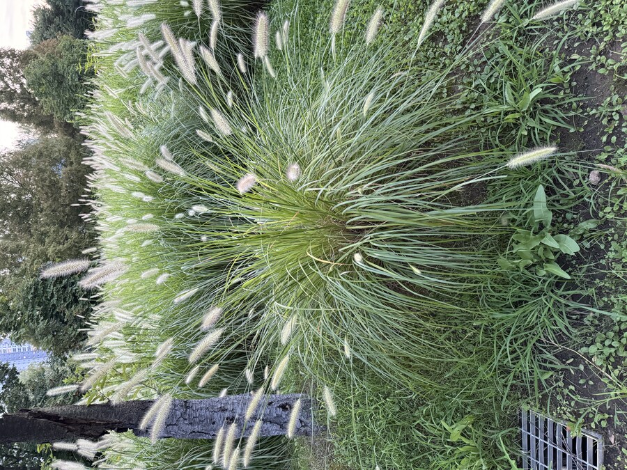 (식물) 이 강아지 풀 처럼 생긴건 뭐지??_1.jpg