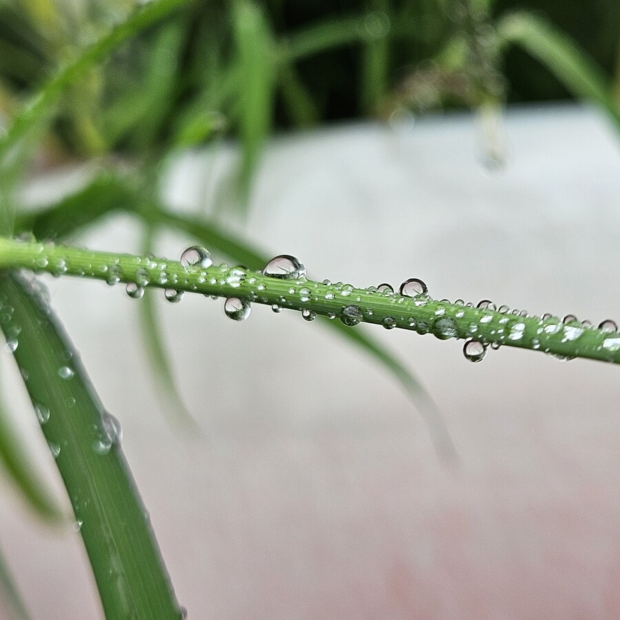 밥 먹고 찍어본 식물들_3.jpg